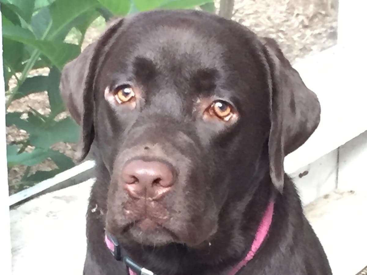 Labrador Retriever Puppies breeder image 1