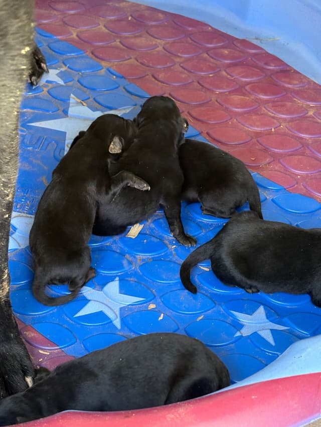Labrador Retriever Puppies media 2