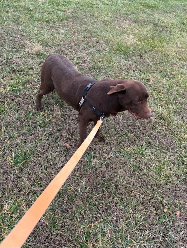 Labrador Retriever Puppies media 3