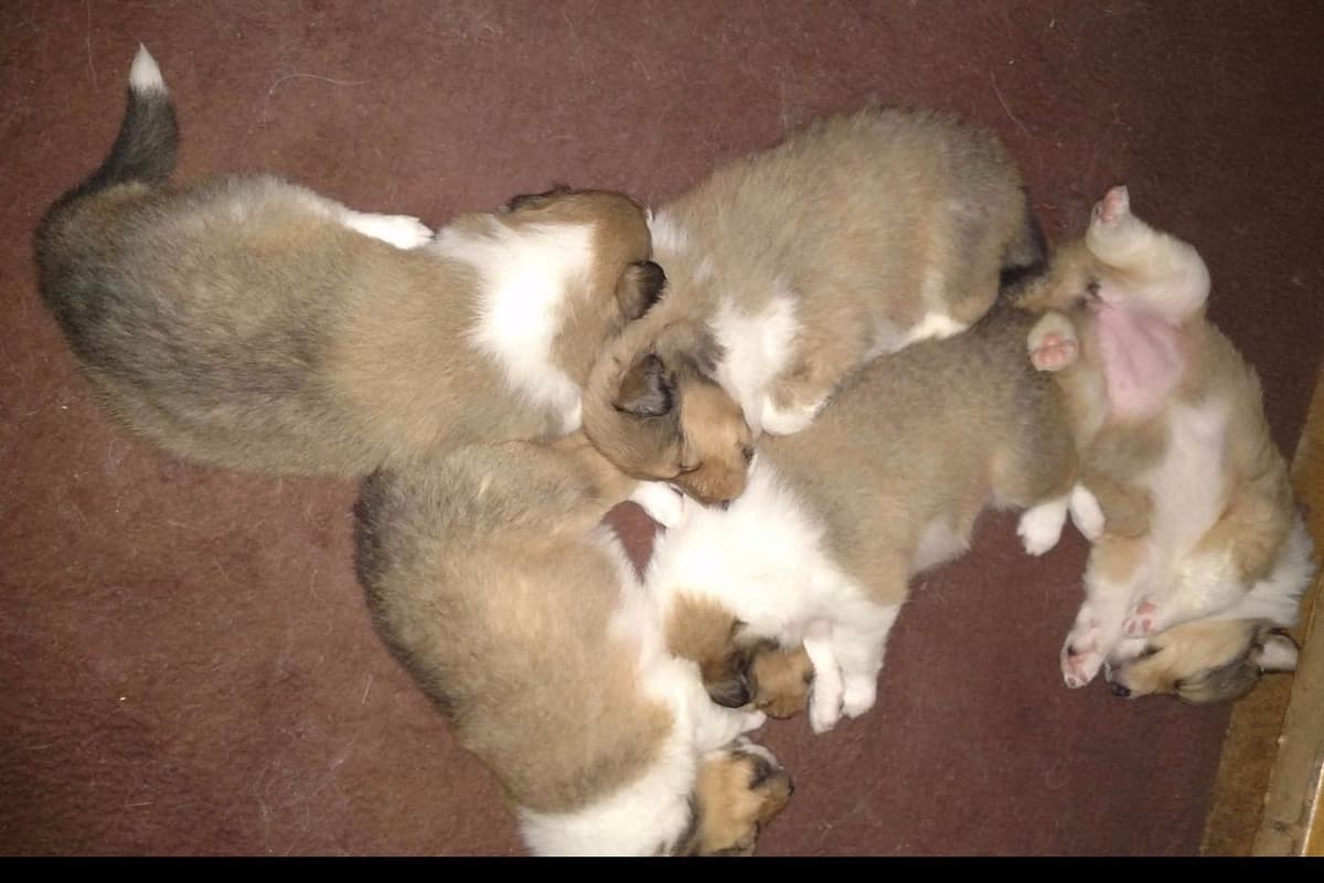 Collie Puppies breeder image 2