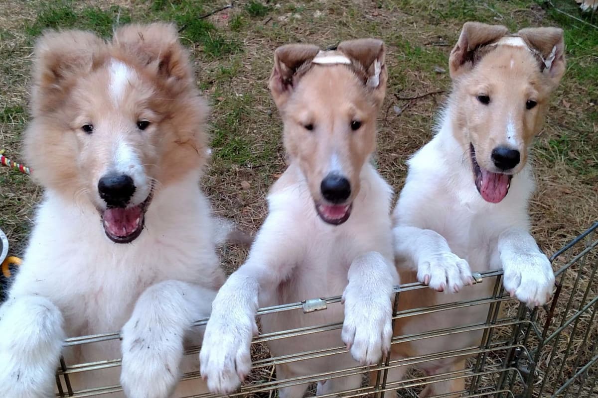 Collie Puppies breeder image 1