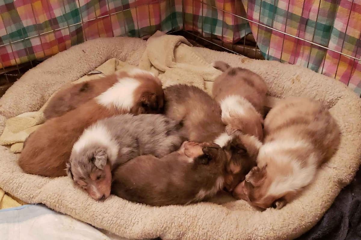 Collie Puppies breeder image 3