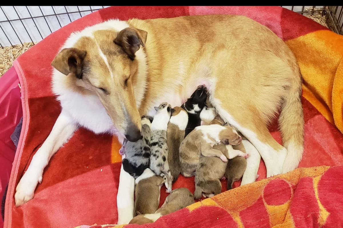 Collie Puppies breeder image 4