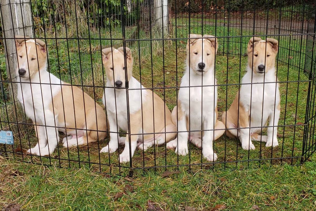 Collie Puppies breeder image 6