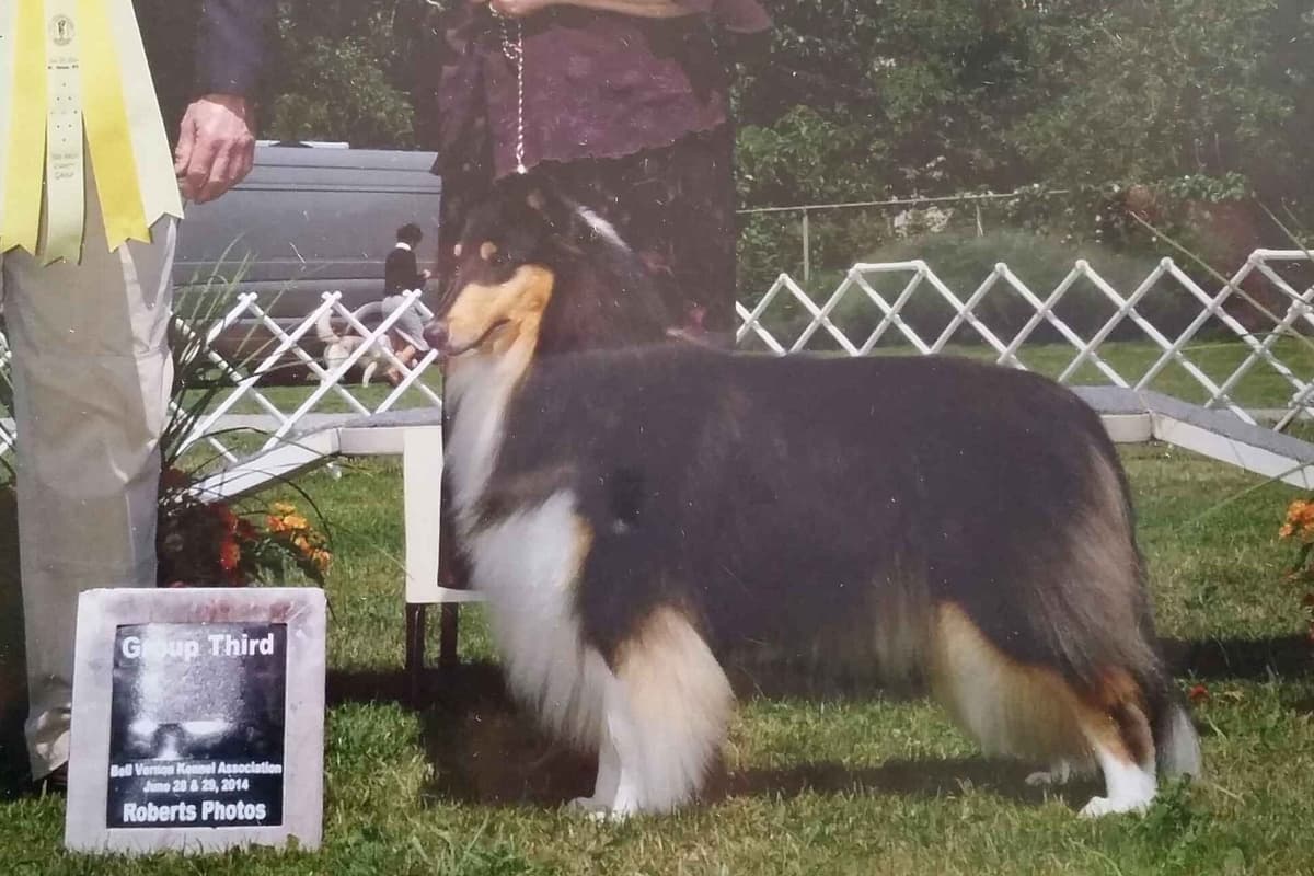 Collie Puppies breeder image 7