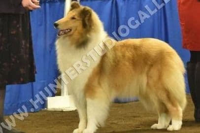 Collie Puppies breeder image 8