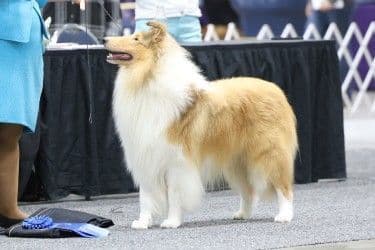 Collie Puppies breeder image 9