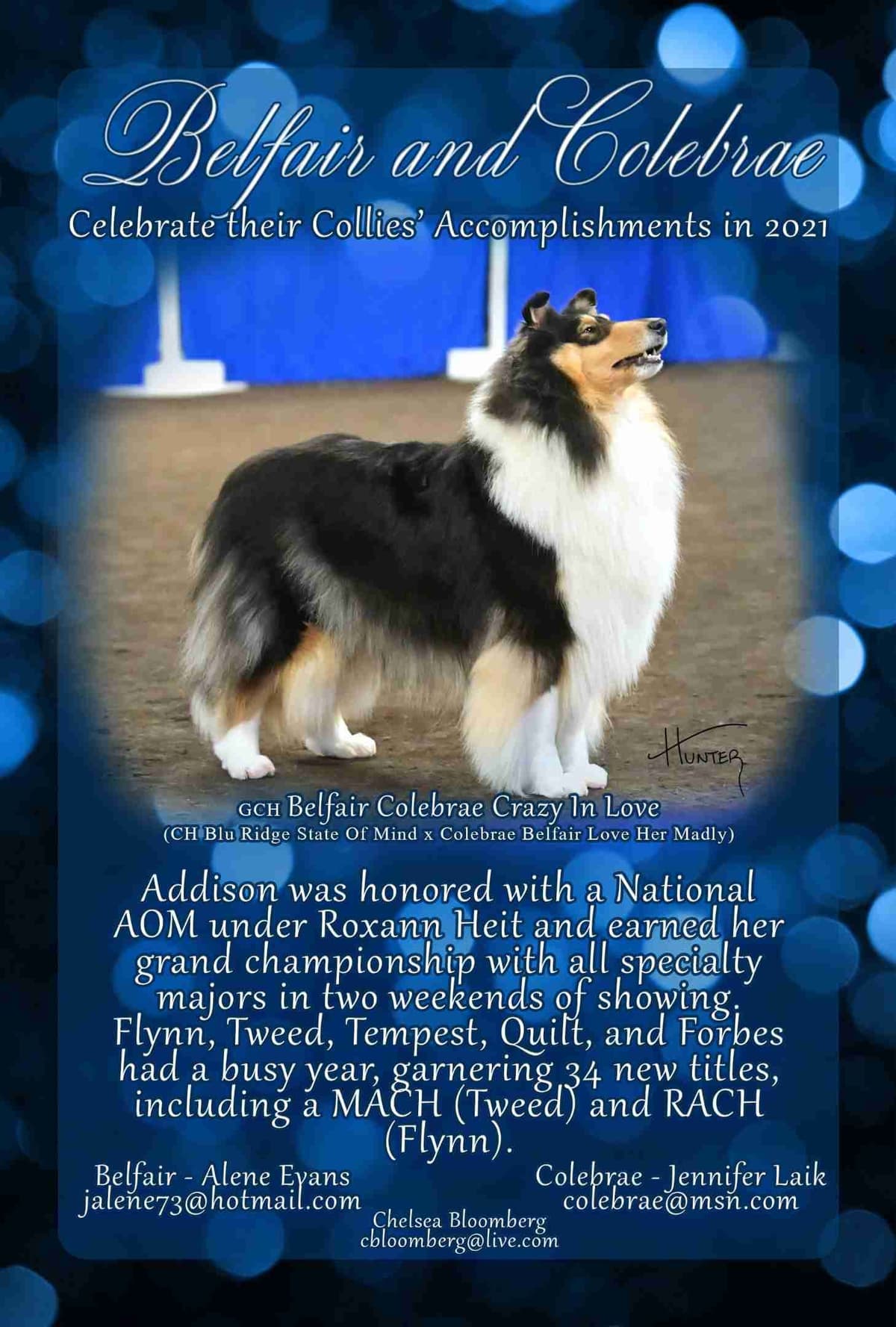Collie Puppies breeder image 11