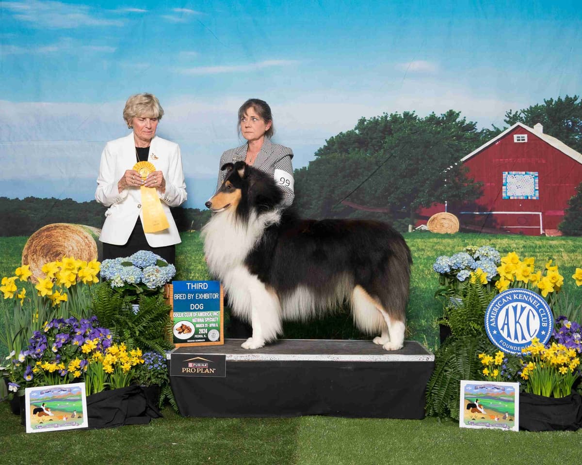 Collie Puppies breeder image 16