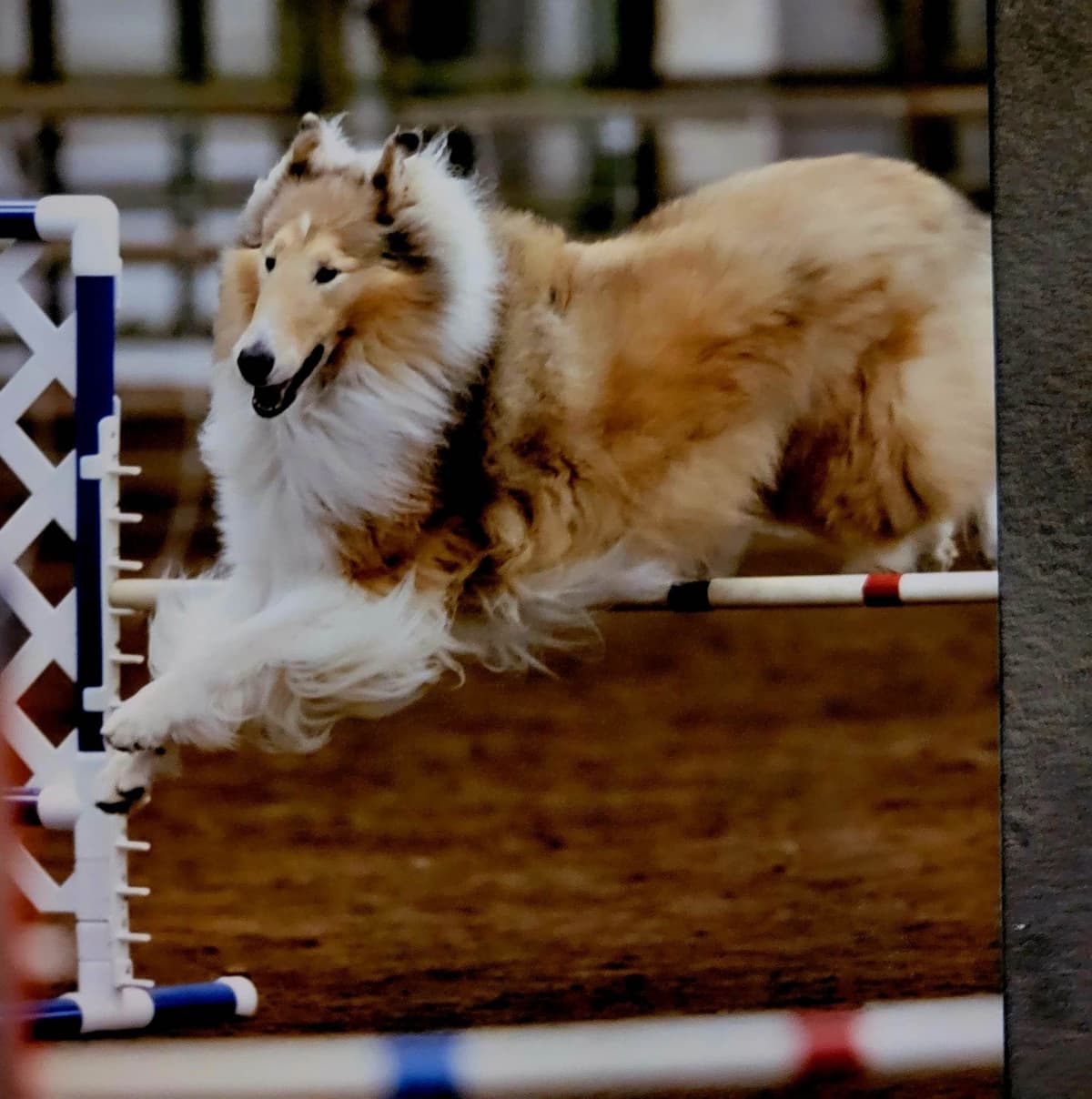 Collie Puppies breeder image 18