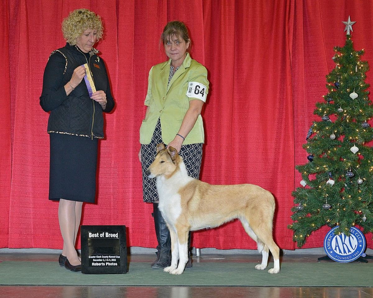 Collie Puppies breeder image 19