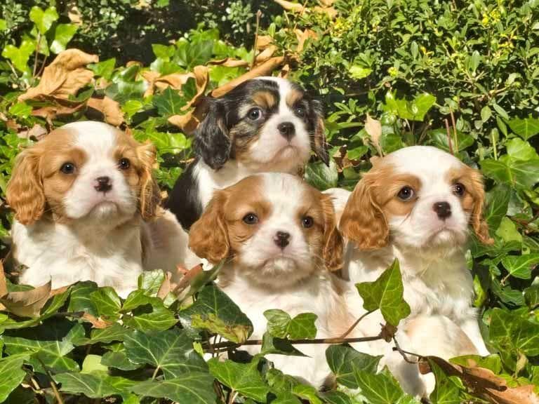 Cavalier King Charles Spaniel Puppies breeder image 1