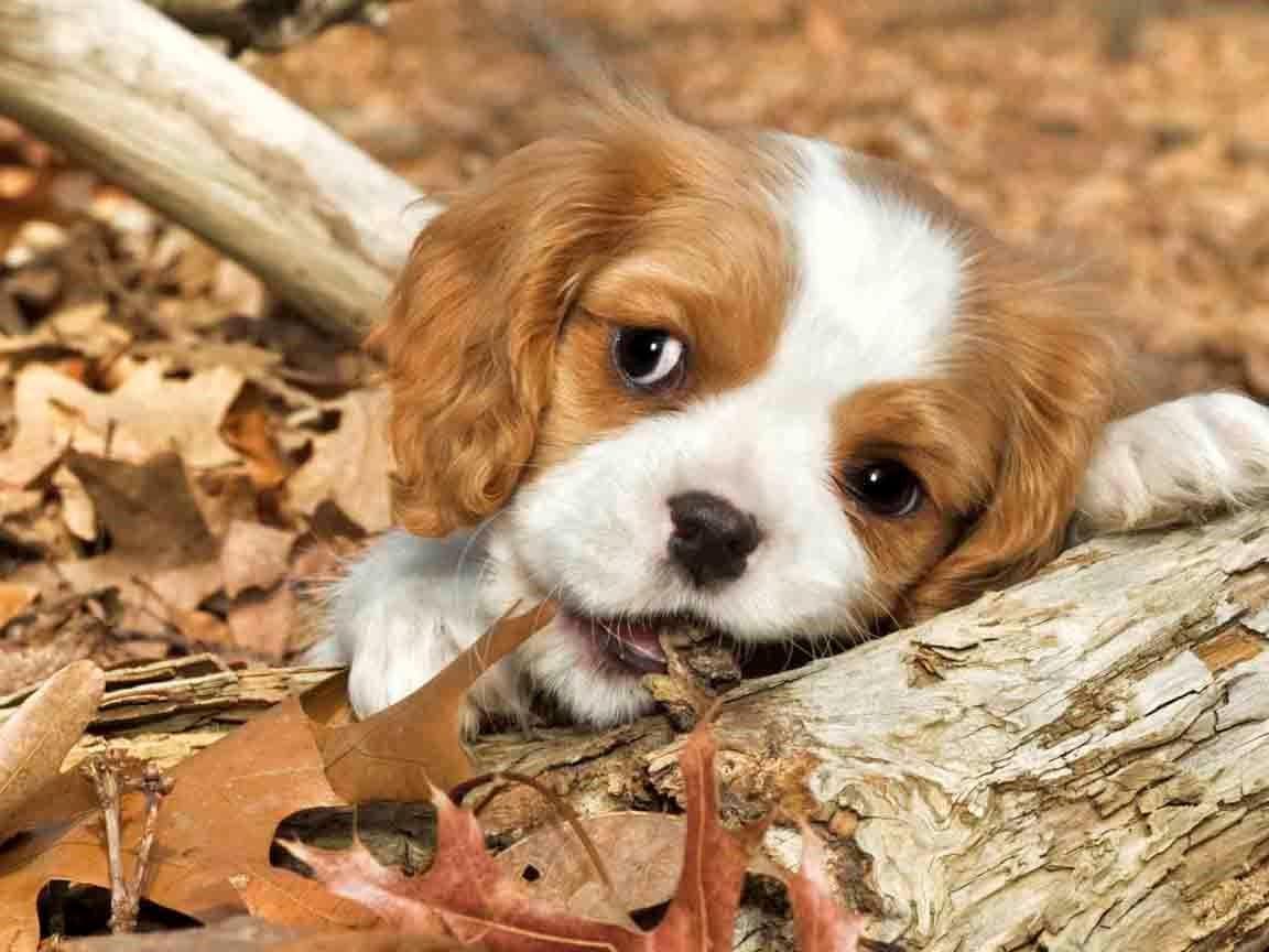 Cavalier King Charles Spaniel Puppies breeder image 2