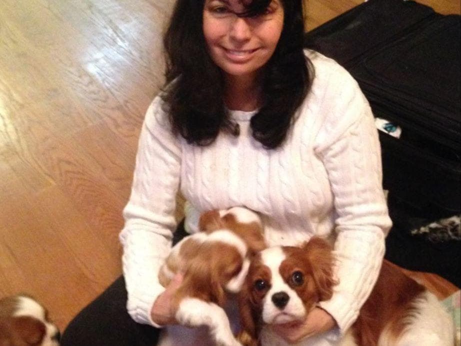 Cavalier King Charles Spaniel Puppies breeder image 3