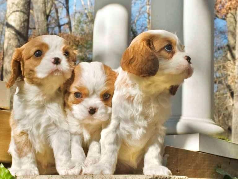 Cavalier King Charles Spaniel Puppies breeder image 4