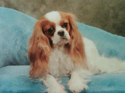 Cavalier King Charles Spaniel Puppies breeder image 5