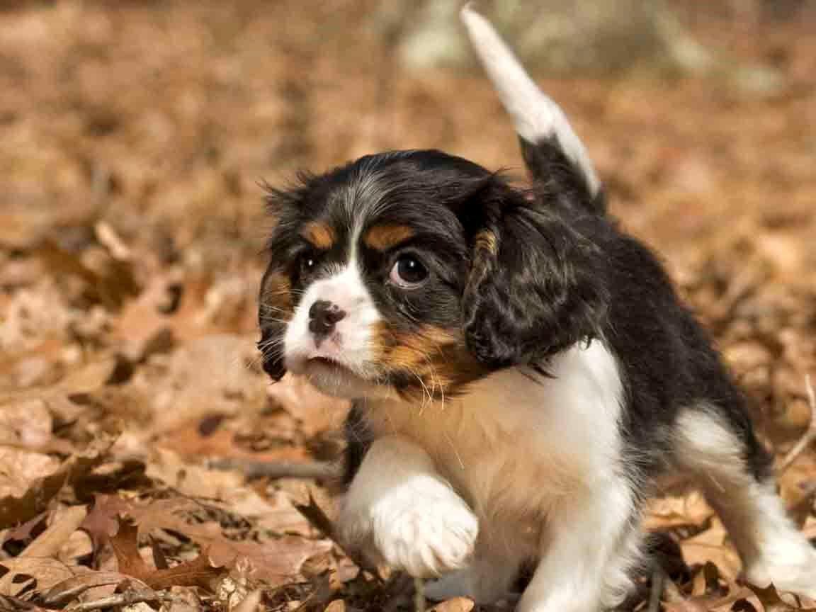 Cavalier King Charles Spaniel Puppies breeder image 6