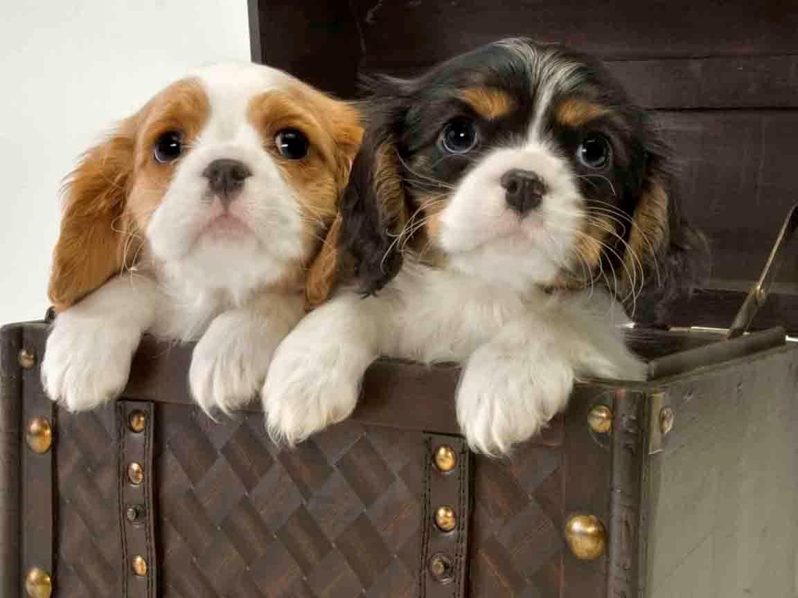 Cavalier King Charles Spaniel Puppies breeder image 7