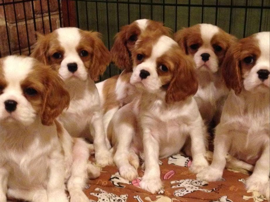 Cavalier King Charles Spaniel Puppies breeder image 8