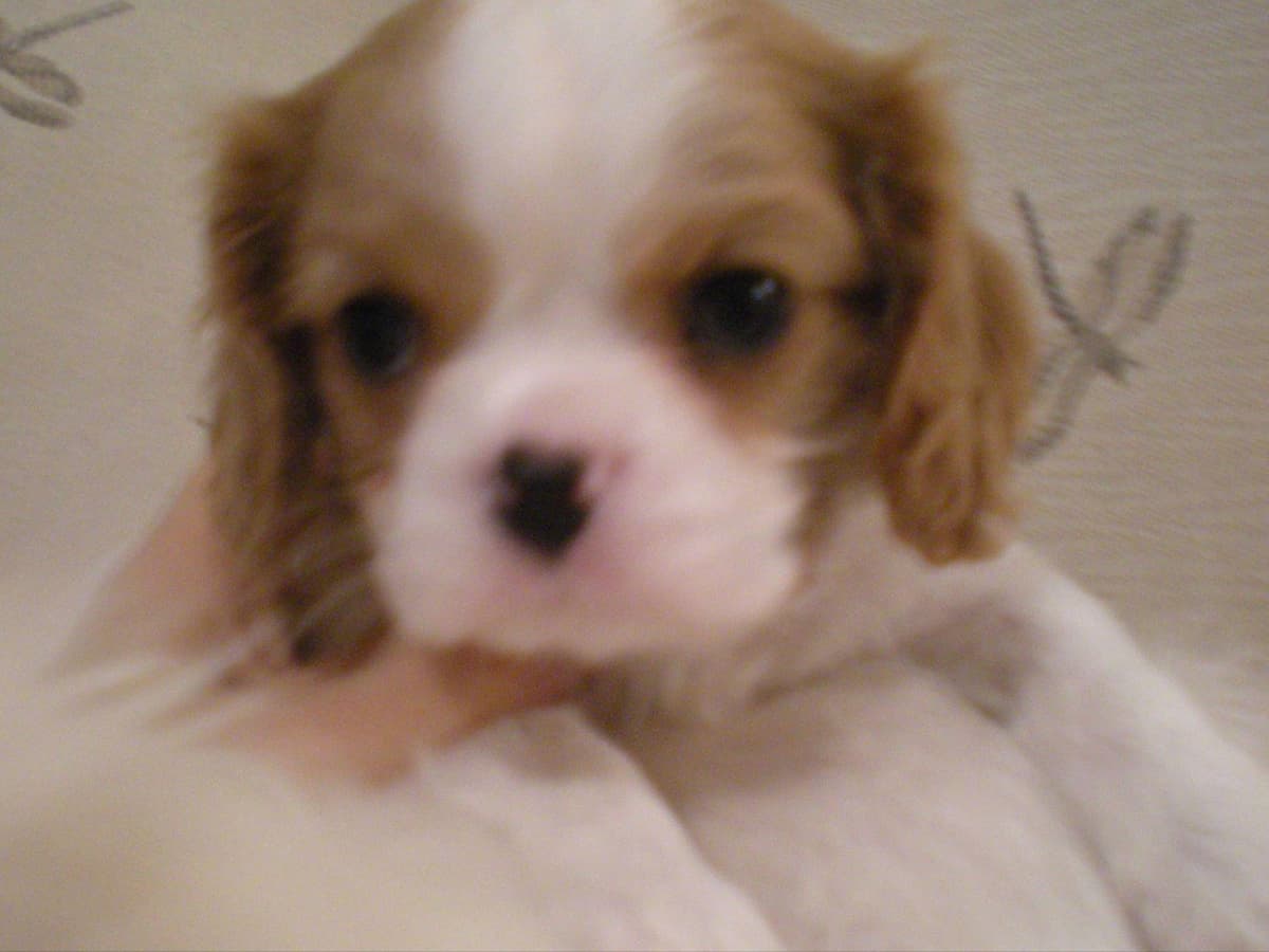 Cavalier King Charles Spaniel Puppies breeder image 9