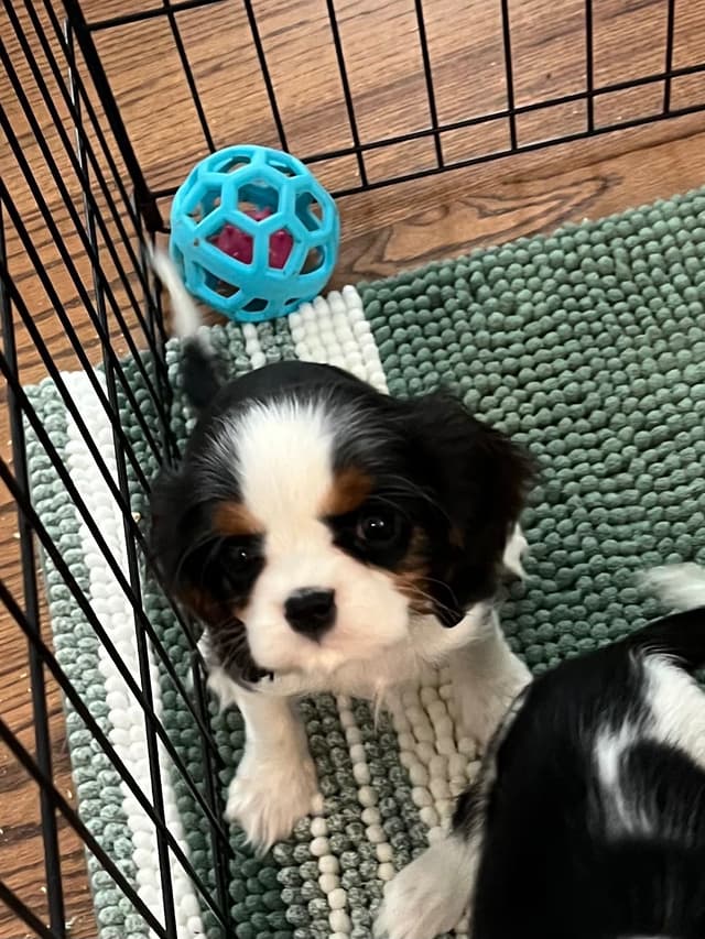 Cavalier King Charles Spaniel Puppies media 3