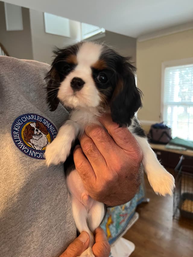 Cavalier King Charles Spaniel Puppies media 4