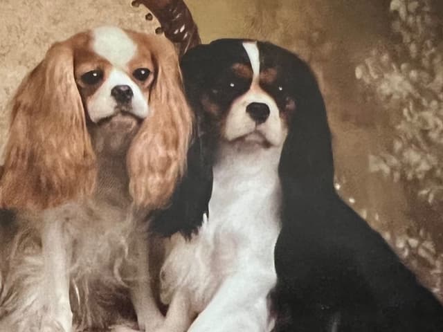 Cavalier King Charles Spaniel Puppies media 5