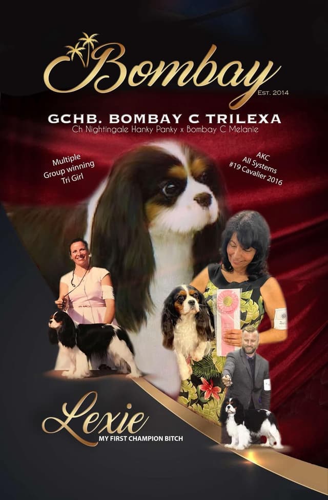 Cavalier King Charles Spaniel Puppies media 6