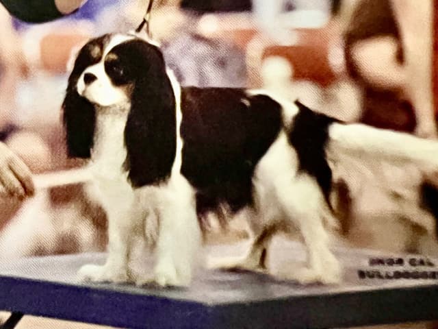 Cavalier King Charles Spaniel Puppies media 7