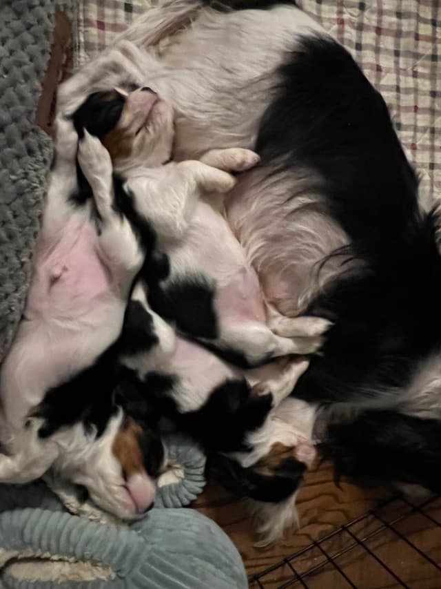Cavalier King Charles Spaniel Puppies media 8