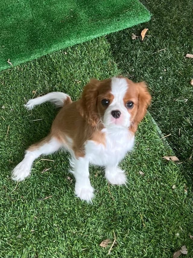 Cavalier King Charles Spaniel Puppies media 10