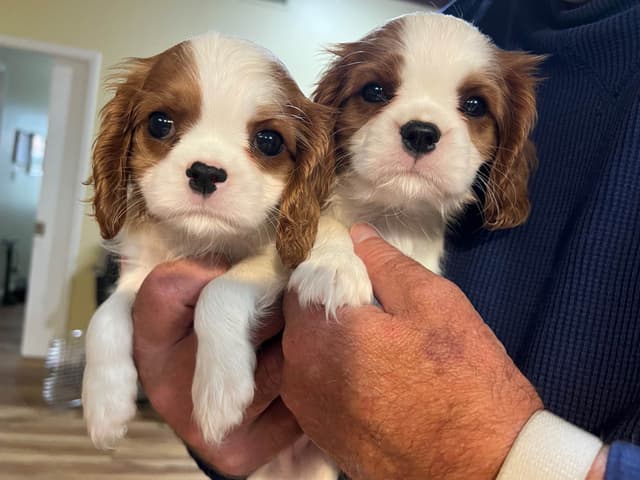 Cavalier King Charles Spaniel Puppies media 12