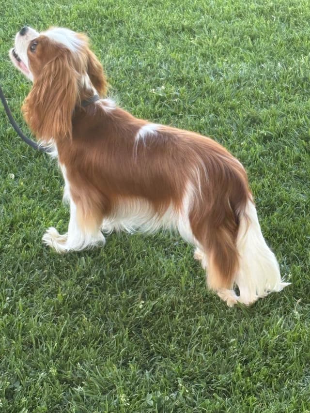 Cavalier King Charles Spaniel Puppies media 13