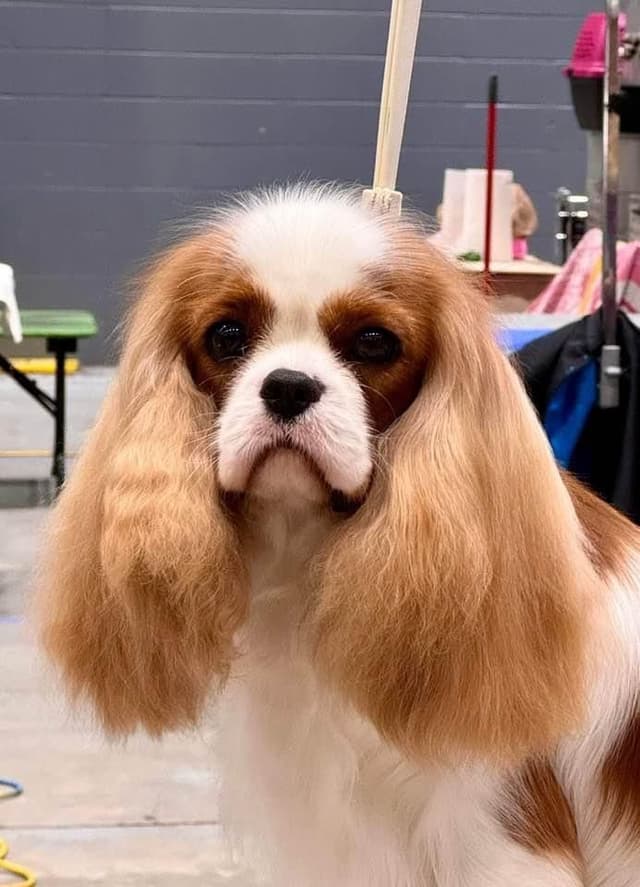 Cavalier King Charles Spaniel Puppies media 3