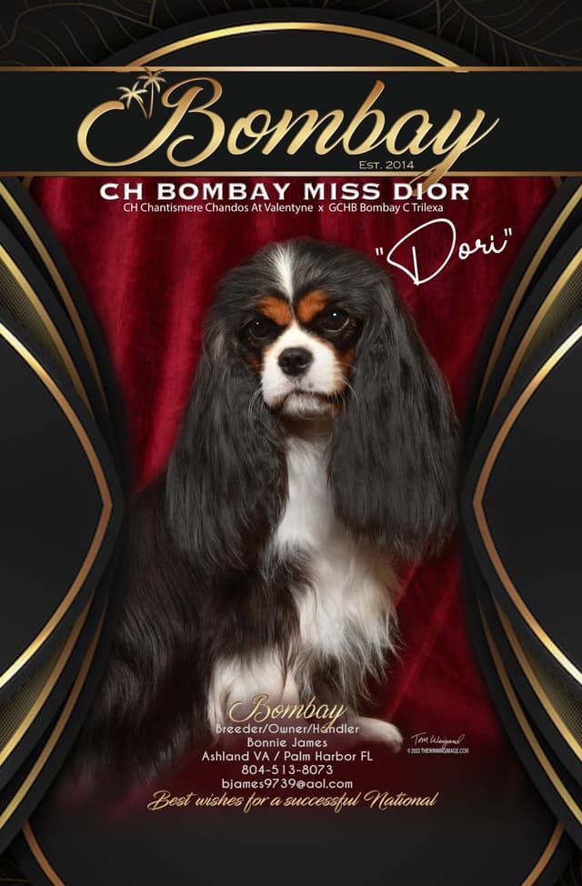 Cavalier King Charles Spaniel Puppies media 2