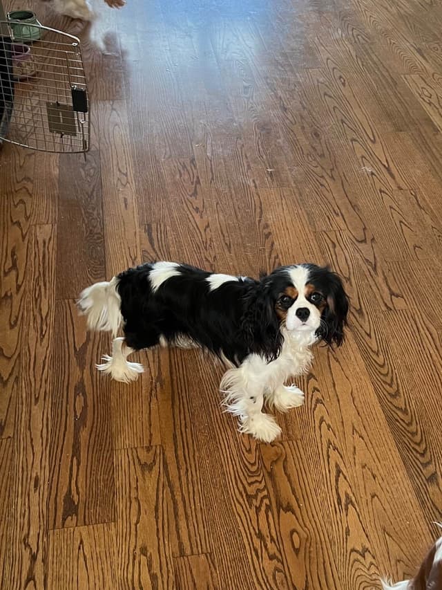 Cavalier King Charles Spaniel Puppies media 4