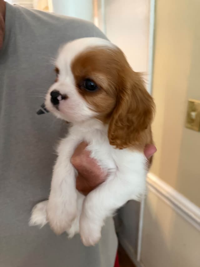 Cavalier King Charles Spaniel Puppies media 5
