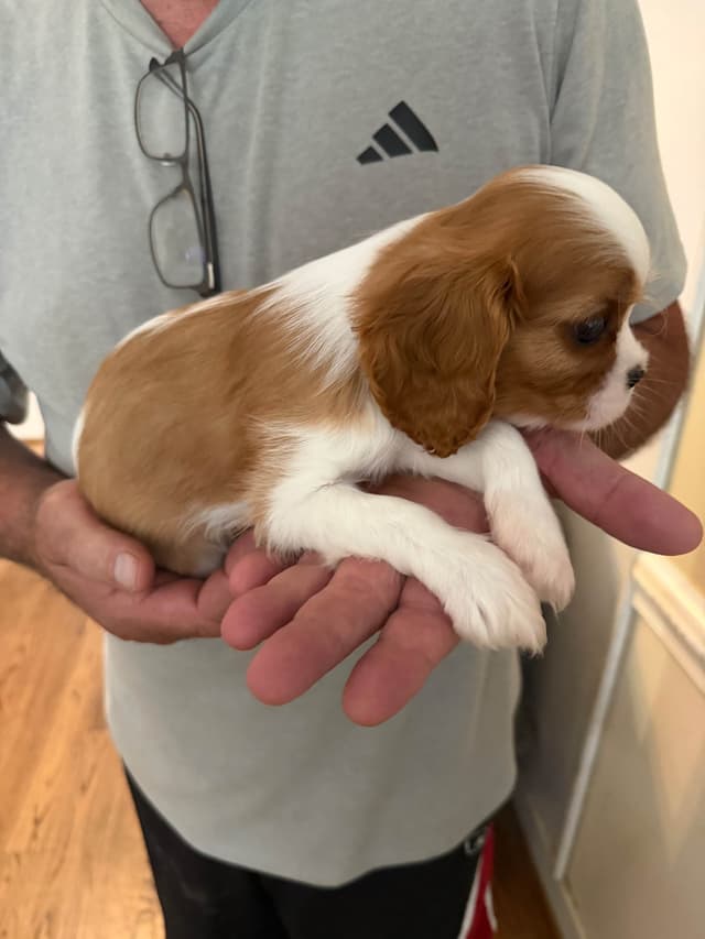 Cavalier King Charles Spaniel Puppies media 6