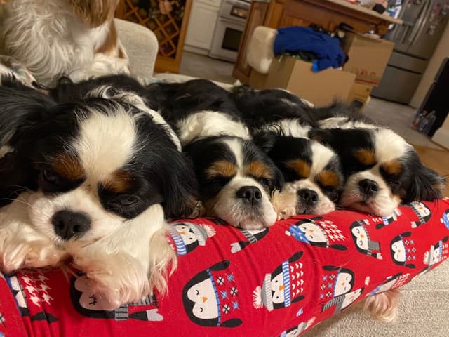 Cavalier King Charles Spaniel Puppies media 10