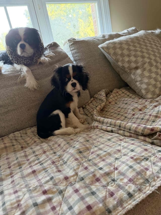 Cavalier King Charles Spaniel Puppies media 7