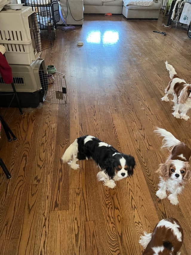 Cavalier King Charles Spaniel Puppies media 9