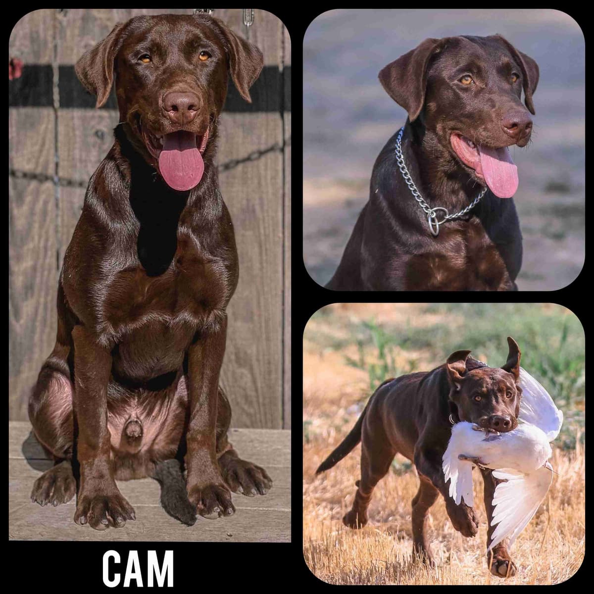 Labrador Retriever Puppies breeder image 1