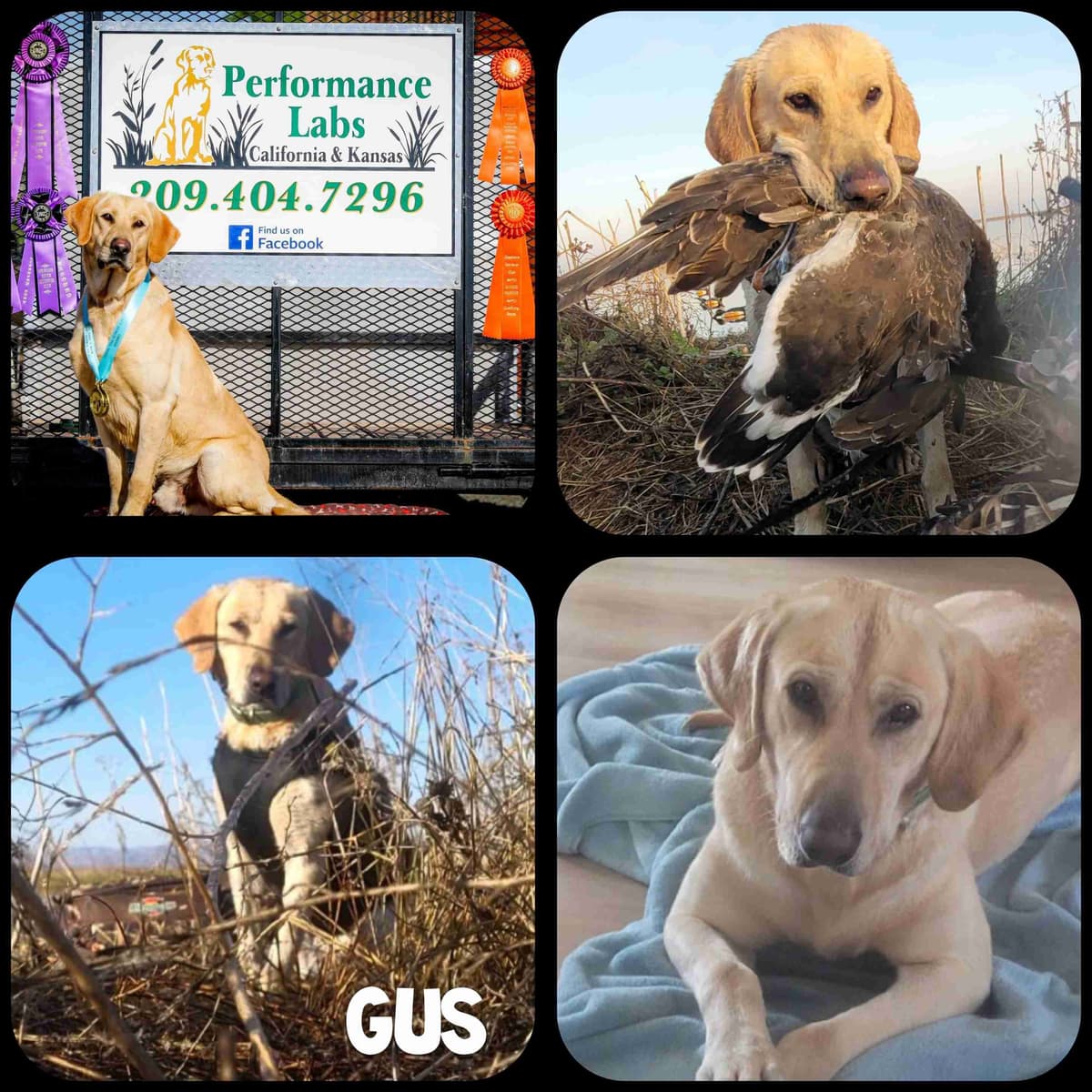 Labrador Retriever Puppies breeder image 3