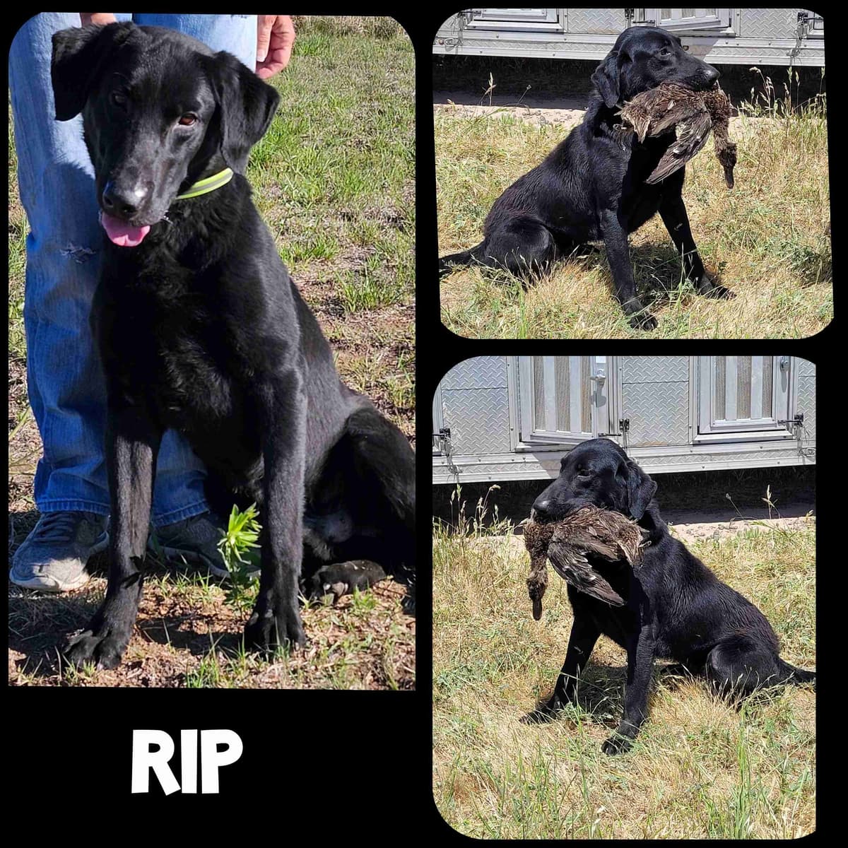 Labrador Retriever Puppies breeder image 4