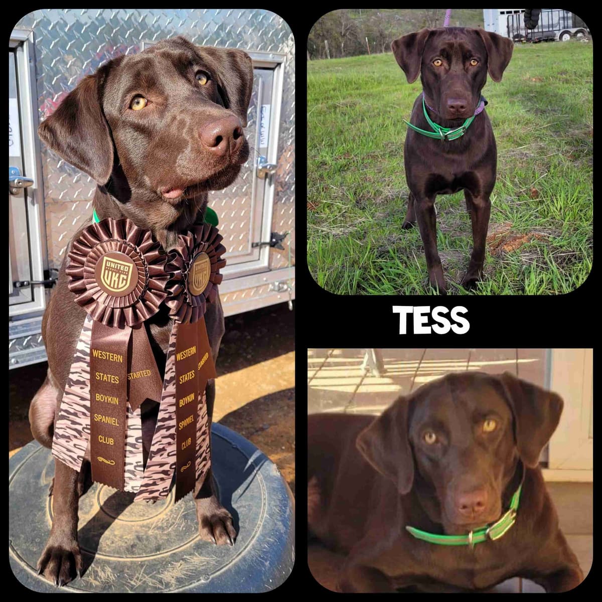 Labrador Retriever Puppies breeder image 6