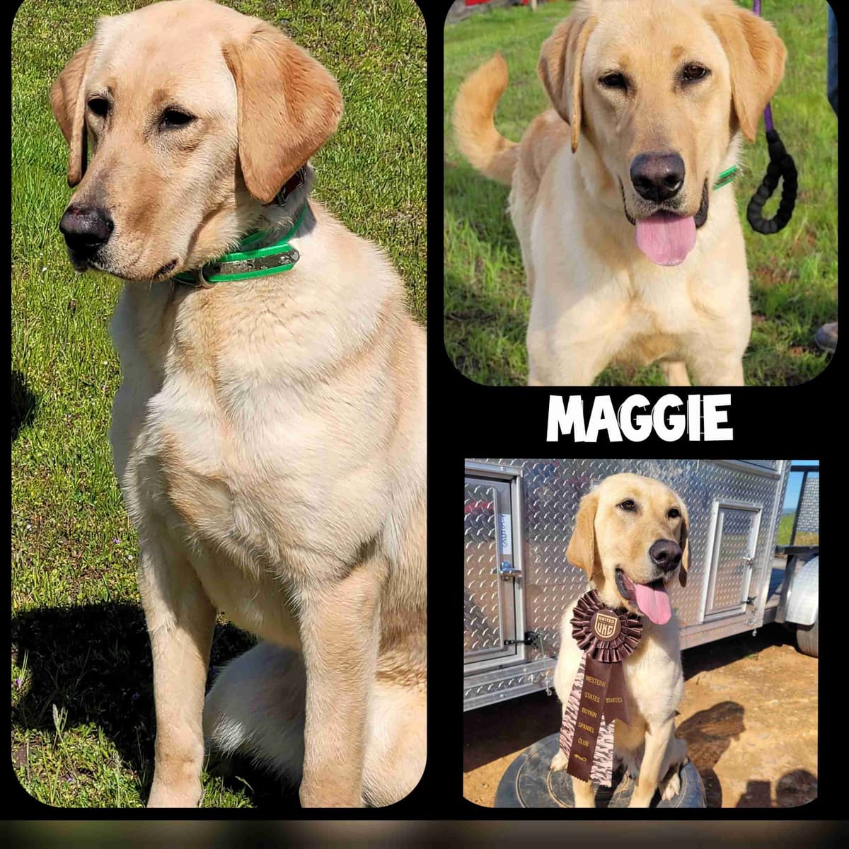 Labrador Retriever Puppies breeder image 7
