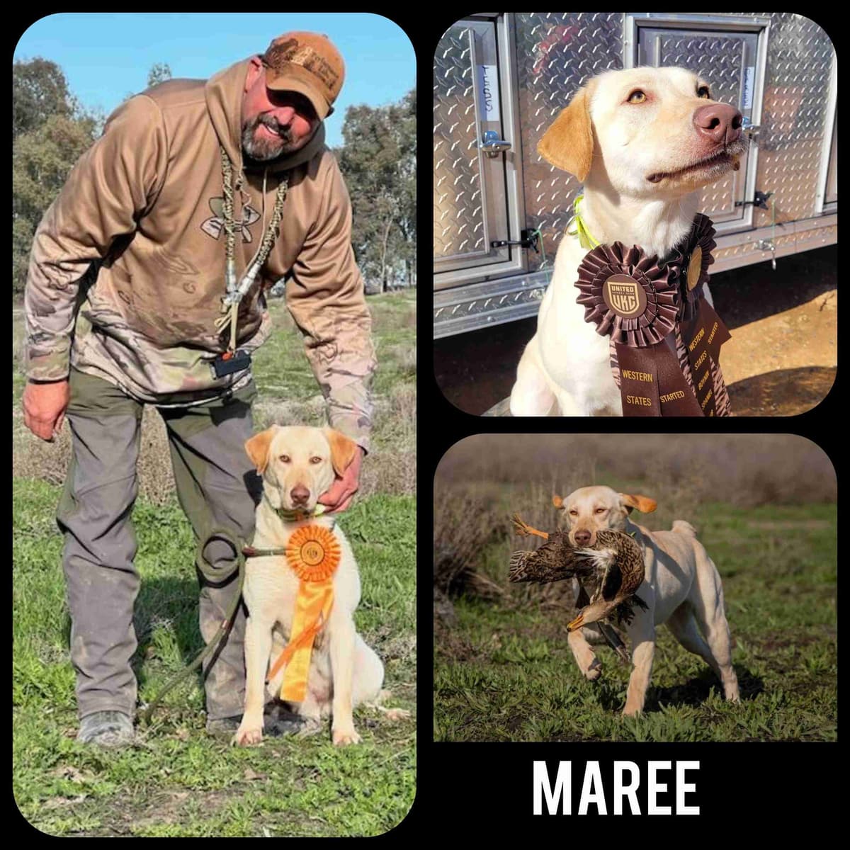 Labrador Retriever Puppies breeder image 8