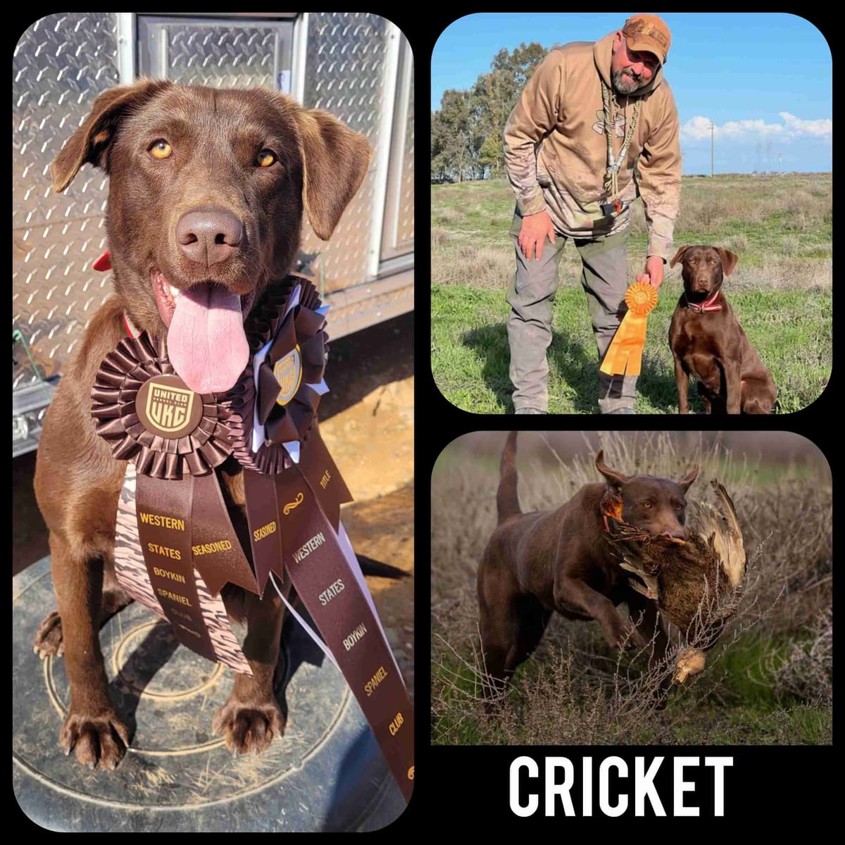 Labrador Retriever Puppies breeder image 9