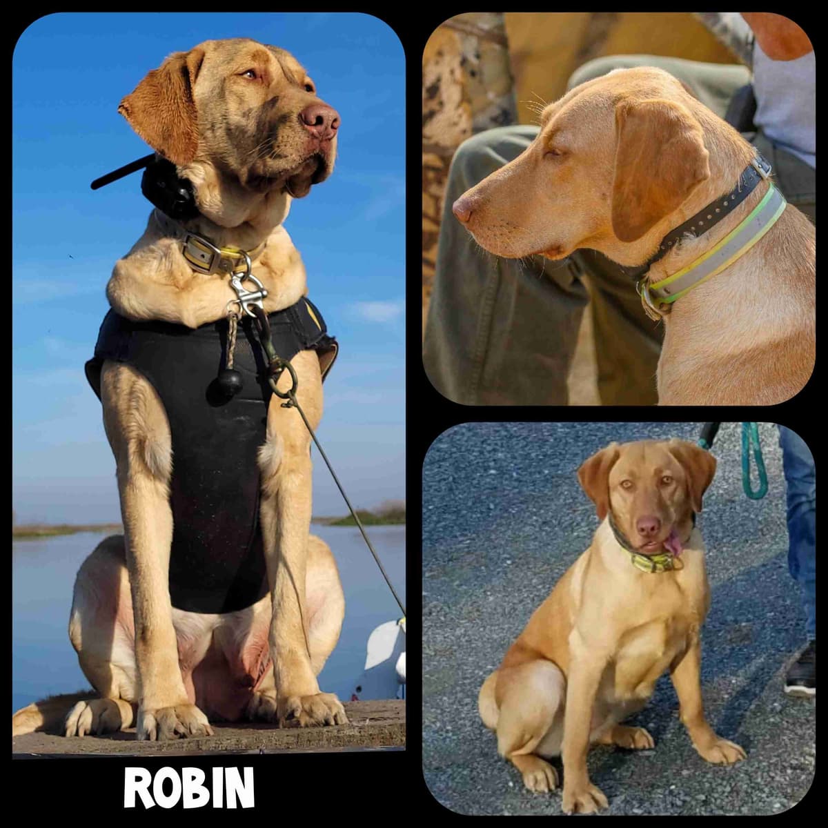 Labrador Retriever Puppies breeder image 10