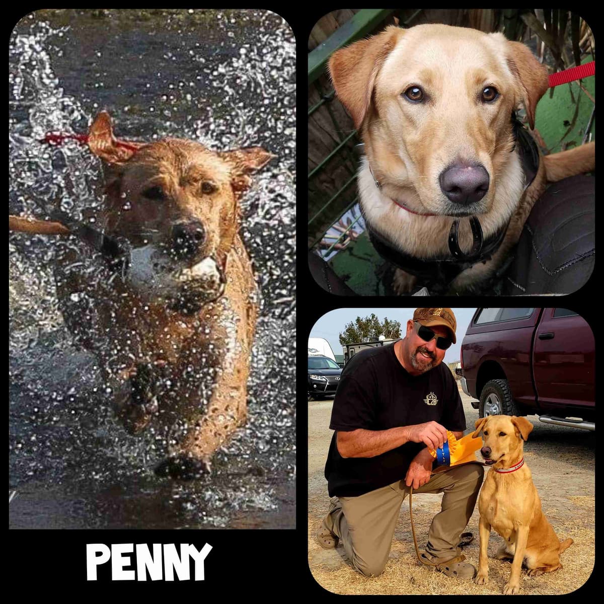 Labrador Retriever Puppies breeder image 11